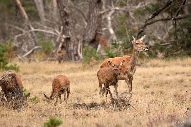 bdVeluwe 2022 33.JPG - Veluwe 2022