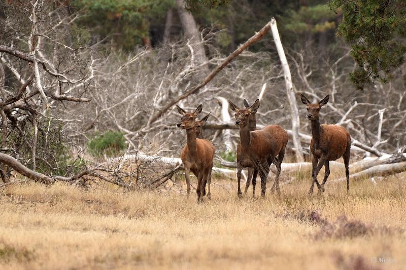 bdVeluwe 2022 34.JPG - Veluwe 2022