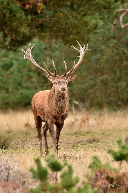 bdVeluwe 2022 38.JPG - Veluwe 2022