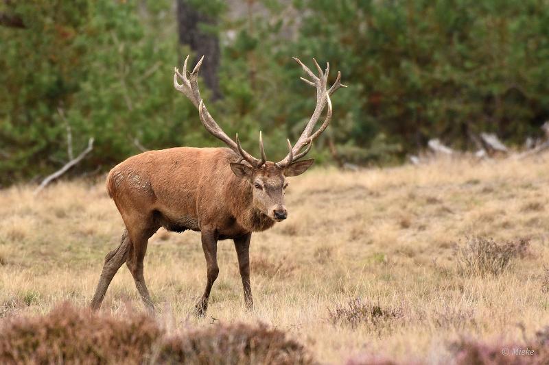 bdVeluwe 2022 39.JPG - Veluwe 2022