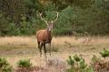 bdVeluwe 2022 04