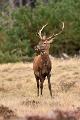 bdVeluwe 2022 07