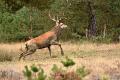 bdVeluwe 2022 16