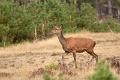 bdVeluwe 2022 28