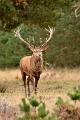 bdVeluwe 2022 38