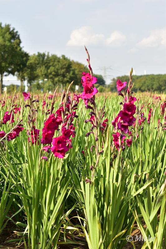bdDSC_0001.JPG - Via Gladiola