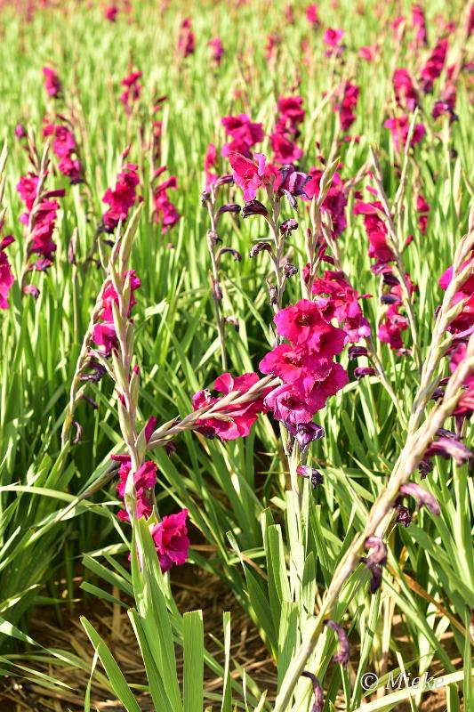 bdDSC_0003.JPG - Via Gladiola
