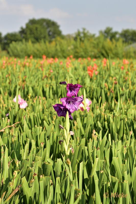 bdDSC_0015.JPG - Via Gladiola