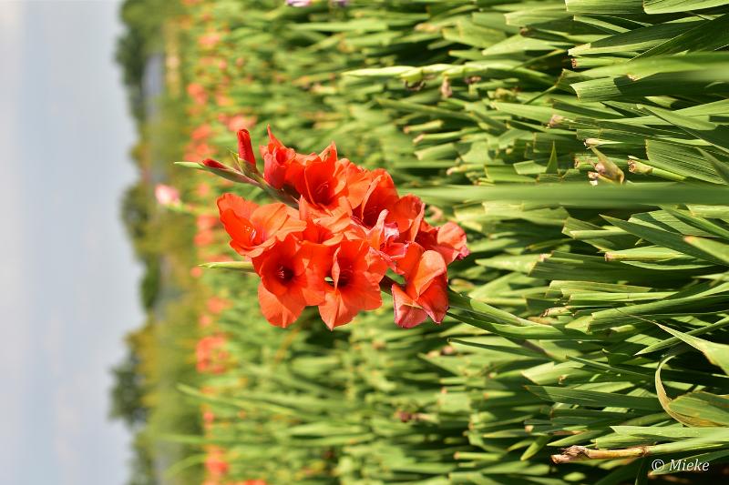 bdDSC_0018.JPG - Via Gladiola