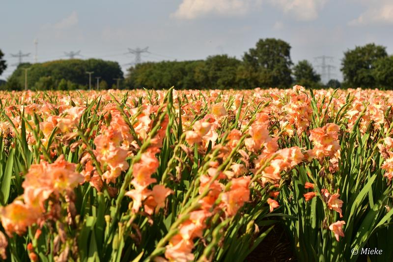 bdDSC_0028.JPG - Via Gladiola
