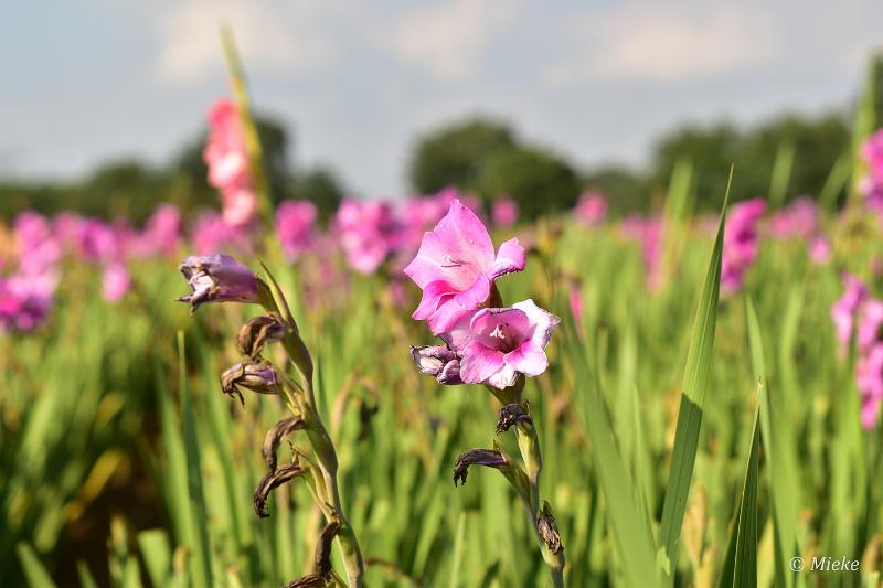 bdDSC_0031.JPG - Via Gladiola
