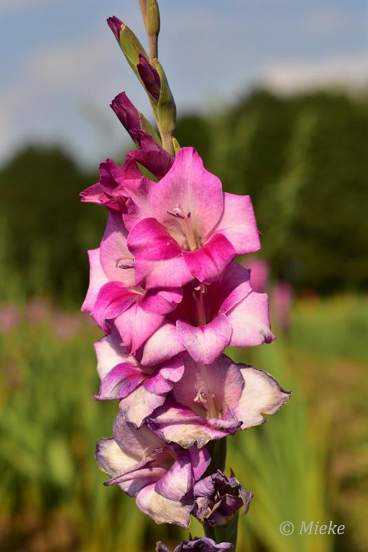 bdDSC_0037.JPG - Via Gladiola