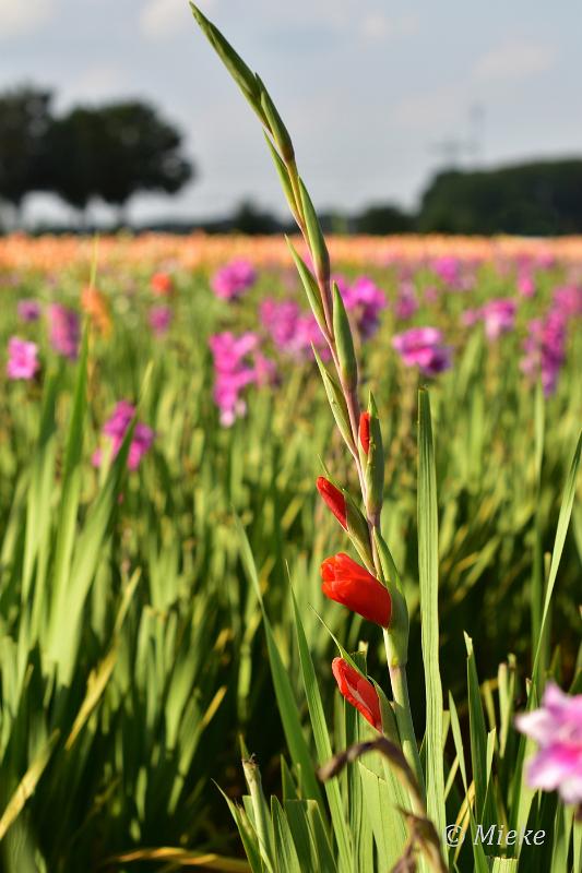 bdDSC_0039.JPG - Via Gladiola