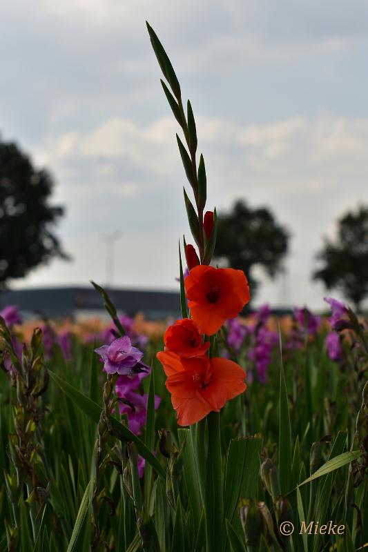 bdDSC_0044.JPG - Via Gladiola