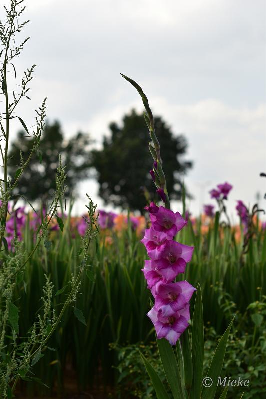 bdDSC_0048.JPG - Via Gladiola