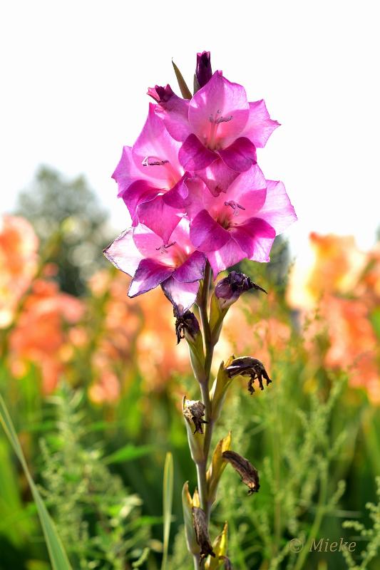 bdDSC_0055.JPG - Via Gladiola