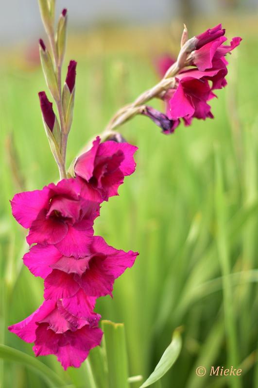 bdDSC_0083.JPG - Via Gladiola