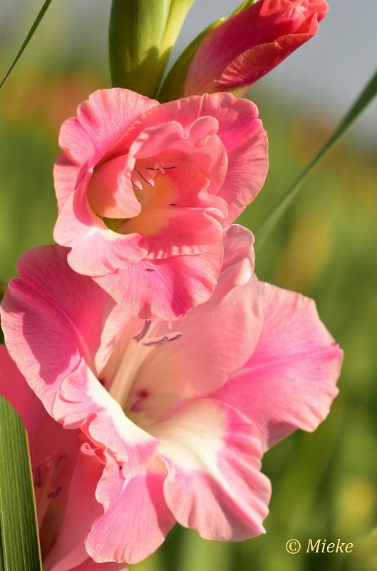 bdDSC_1085.JPG - Via Gladiola