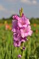 bdDSC_0010