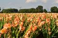 bdDSC_0028