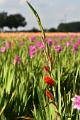 bdDSC_0039