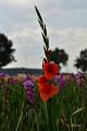 bdDSC_0044