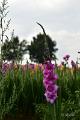 bdDSC_0048