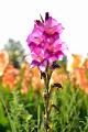bdDSC_0055