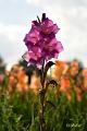bdDSC_0058