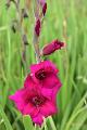 bdDSC_0066
