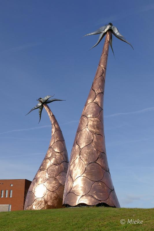 bdP1520818.JPG - Vier Margrieten Golze Rijen