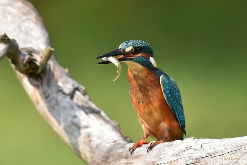 bdijsvogel 2022 01.JPG - ijsvogels 2022