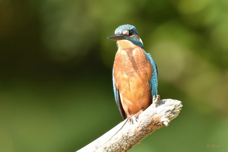 bdijsvogel 2022 03.JPG - ijsvogels 2022