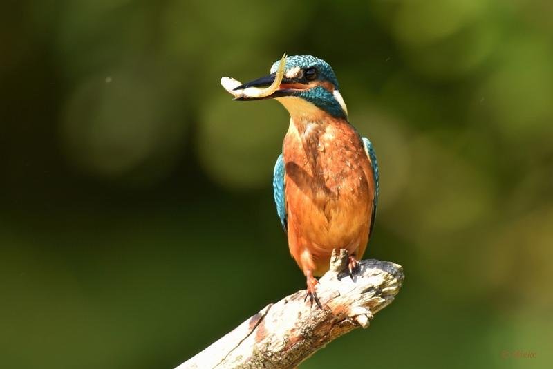 bdijsvogel 2022 04.JPG - ijsvogels 2022
