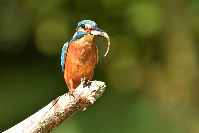 bdijsvogel 2022 05.JPG - ijsvogels 2022
