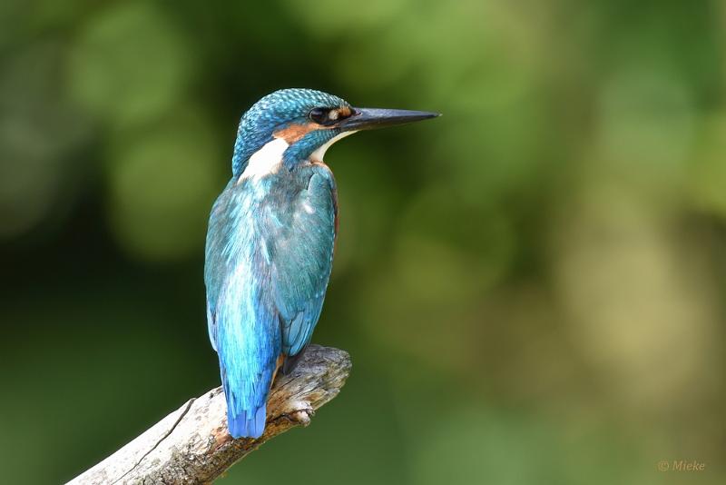 bdijsvogel 2022 06.JPG - ijsvogels 2022