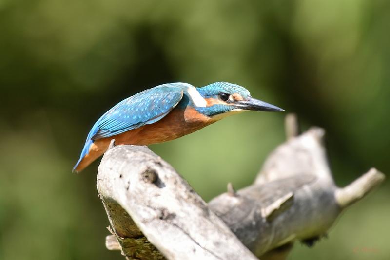 bdijsvogel 2022 07.JPG - ijsvogels 2022