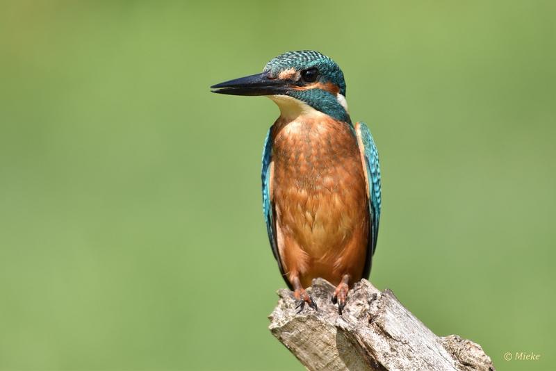 bdijsvogel 2022 08.JPG - ijsvogels 2022