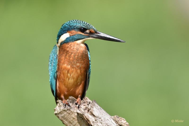 bdijsvogel 2022 09.JPG - ijsvogels 2022