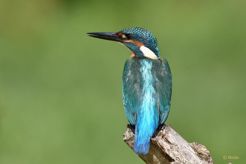 bdijsvogel 2022 10.JPG - ijsvogels 2022