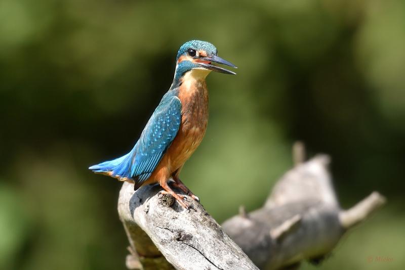 bdijsvogel 2022 11.JPG - ijsvogels 2022