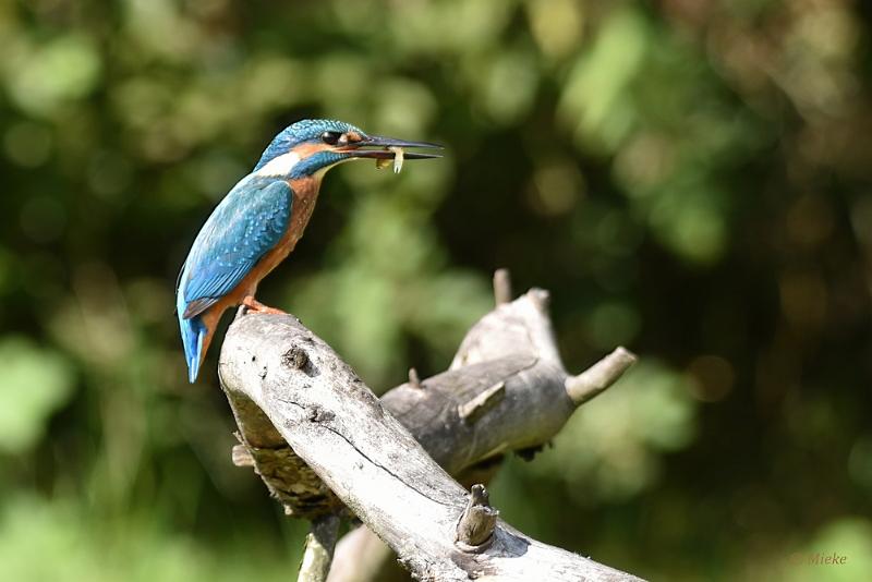 bdijsvogel 2022 12.JPG - ijsvogels 2022