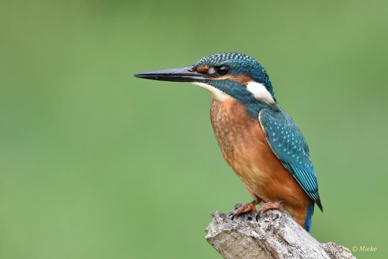 bdijsvogel 2022 13.JPG - ijsvogels 2022