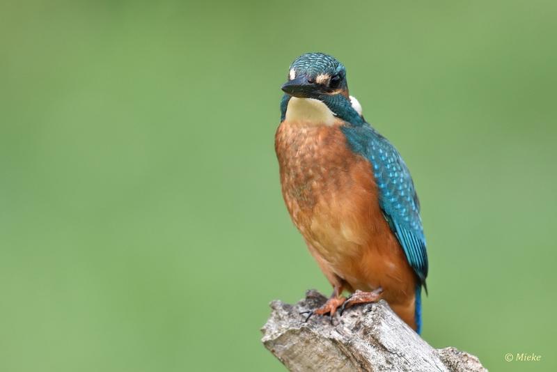 bdijsvogel 2022 14.JPG - ijsvogels 2022