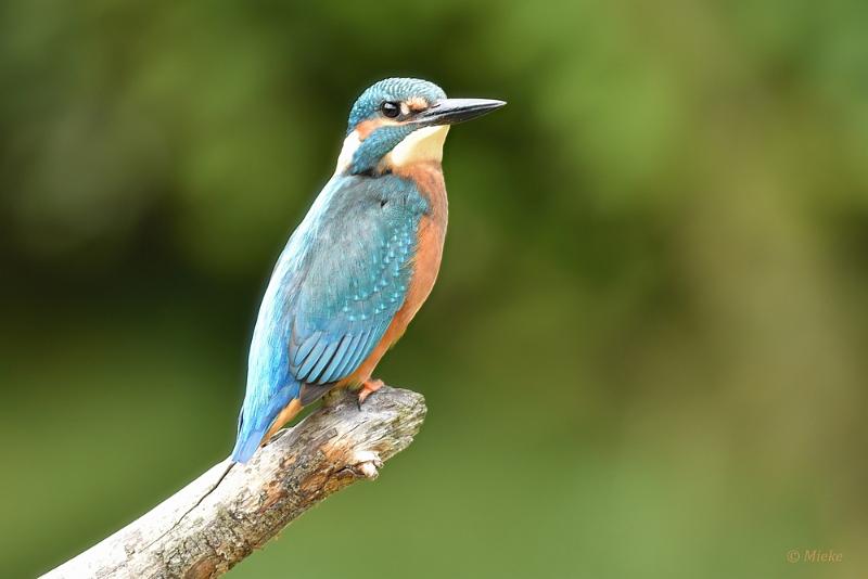 bdijsvogel 2022 15.JPG - ijsvogels 2022