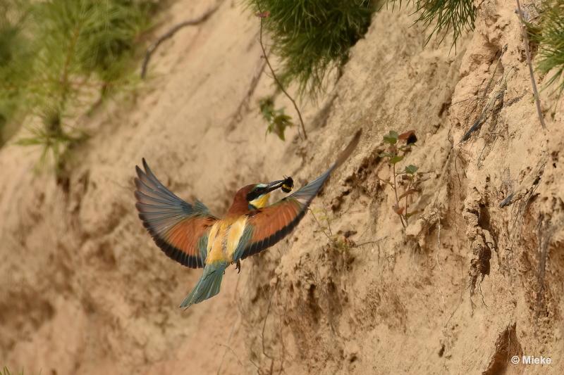 bdBijeneter 2023 07.JPG - Bijeneters 2023 in de vrije natuur
