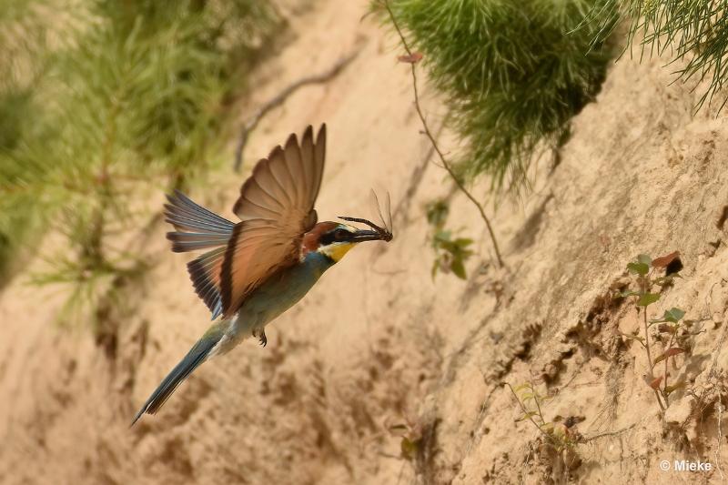 bdBijeneter 2023 10.JPG - Bijeneters 2023 in de vrije natuur