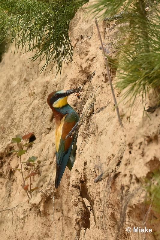 bdBijeneter 2023 12.JPG - Bijeneters 2023 in de vrije natuur