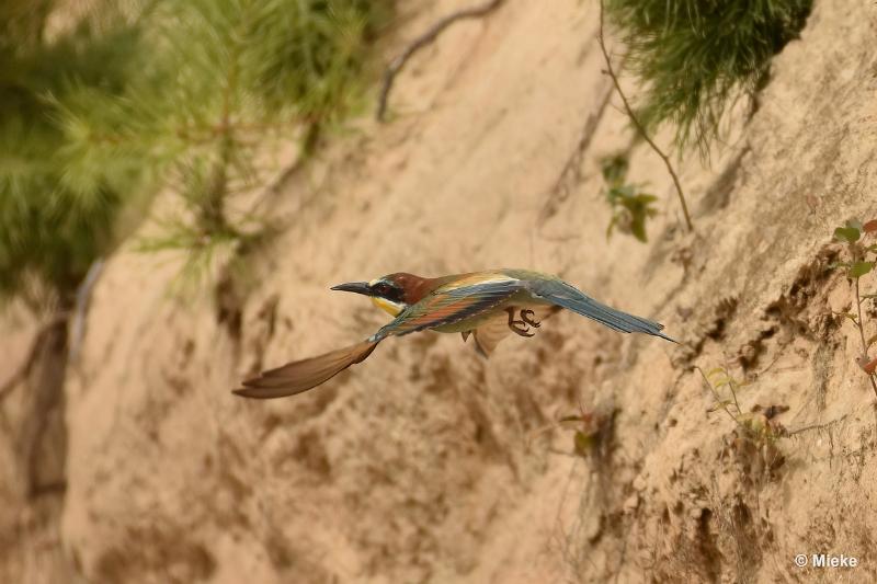 bdBijeneter 2023 20.JPG - Bijeneters 2023 in de vrije natuur