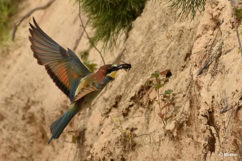 bdBijeneter 2023 21.JPG - Bijeneters 2023 in de vrije natuur